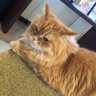 bitamin07's profile picture. V見る、絵を描く、ゲームする、映画観る、とか気ままに過ごすのが好き