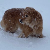 Golden Retriever Mom ElbowsUp ๐จ๐ฆ (@michell39214369) 's Twitter Profile Photo Golden Retriever Mom ElbowsUp ๐จ๐ฆ (@michell39214369) 's Twitter Profile Photo