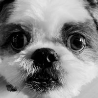 Alyssa 🇺🇸🇵🇭🇬🇺 (@revolver) 's Twitter Profile