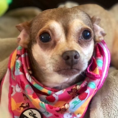 Chica the chihuahua