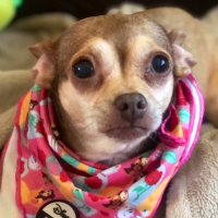Chica the chihuahua(@chicathechih) 's Twitter Profile Photo