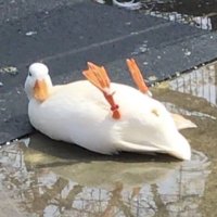 DuCK (@kinghalala) 's Twitter Profile