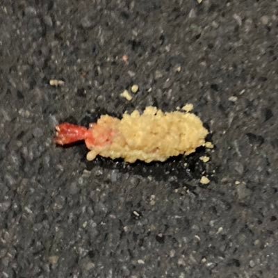🦷あのちゃんとあのちゃんファンが大好きです🦷 無言フォロー失礼します🙂↕️デンマウ会員 行くぜ武道館❤️🔥 @aNo2mass @ano_staff