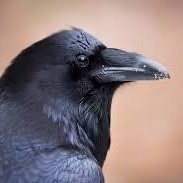 Ravenous (@ravenous2024) 's Twitter Profile