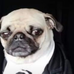 oclonerbray's profile picture. 