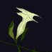 Sarah 🌿 🌿 (@sarahdotgames) Twitter profile photo Sarah 🌿 🌿 (@sarahdotgames) Twitter profile photo