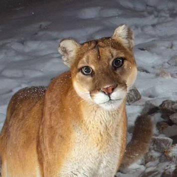 franksheherbert's profile picture. 25 pawgoid alt acct for impotent rage