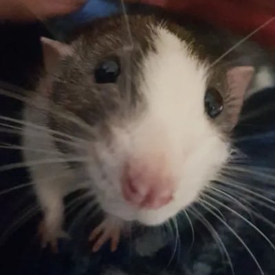 noxtee Profile