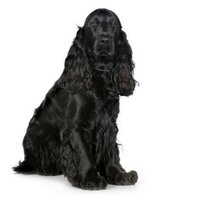 Sherlock (@cockerspanielsh) 's Twitter Profile