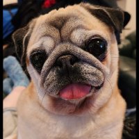 Sprout The Pug(@SproutThePug) 's Twitter Profile Photo