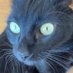 gattopretto (@evaldomacau) Twitter profile photo gattopretto (@evaldomacau) Twitter profile photo