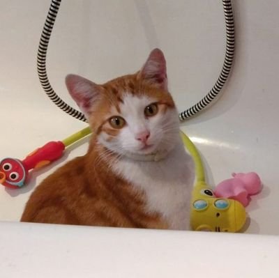 ZeitenBlicke's profile picture. Macht nebenbei noch was mit Geschichte, ist inzwischen aber wieder in der Technik gelandet. Damit er sich auch mal wieder Pizza leisten kann.