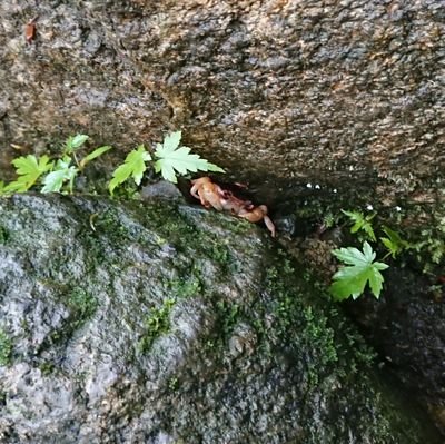 HanAKaraGe1's profile picture. ゲーム実況動画/漫画/アニメ/映画/を観るのが好きな30代。宜しくお願い致します。