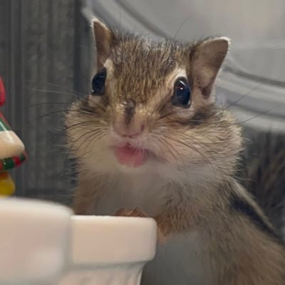 guiderunner7613's profile picture. 通りすがりの伴走者でっす！