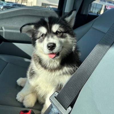 SimilarDog7608's profile picture. 