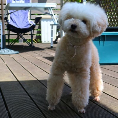 SumireS46729's profile picture. Japanese / 24years old / consultant 
studying: TOEFL , public policy