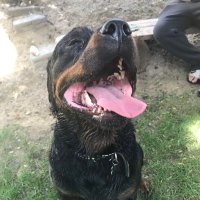 Troy Vom Heidenblut 🌈💔🐾(@troyrottweiler) 's Twitter Profile Photo