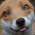 fox (@mangefox) Twitter profile photo fox (@mangefox) Twitter profile photo