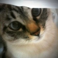 いまさん (@imatom3) 's Twitter Profile
