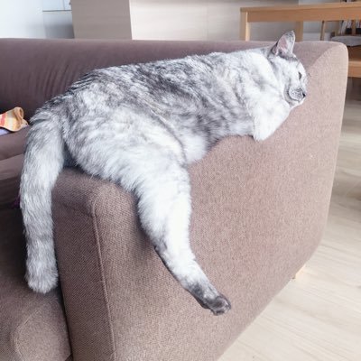 shiro_kuro_mon's profile picture. 猫と建築、音楽とビール