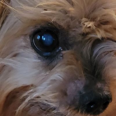 terry42036's profile picture. Maga, animal lover, country girl,  gamer and reader of mystery books. please no DM