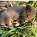 Justin dog rescue shelter (@just123kesh) Twitter profile photo Justin dog rescue shelter (@just123kesh) Twitter profile photo