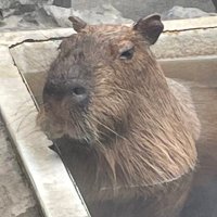 ちゃちゃたん (@tinbou072) Twitter profile photo