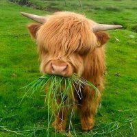 CTO Cow(@ScaredCatSol) 's Twitter Profile Photo