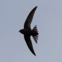 Jo Hood (@jo_birding) 's Twitter Profile Photo Jo Hood (@jo_birding) 's Twitter Profile Photo