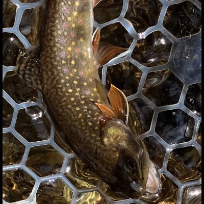 PeaboTheWizard's profile picture. 