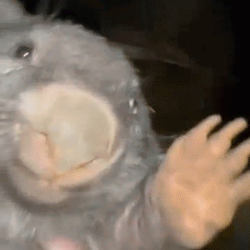 The real OG Beaver on Solana
ca: D548qmSbDpv5k6FF8G4dBKisMkzLHFq1nYm8J3zrm3xk tg TG: https://t.co/ijLiMQE3Fo