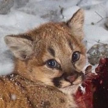 immthatgirl310's profile picture. 🌊🕊🐚🤍basically a diary I block follows pls go away thx😽