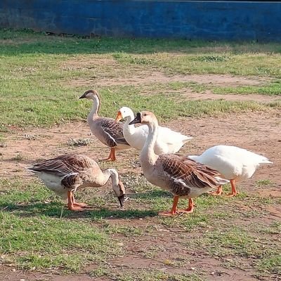 RahulSh63495514's profile picture. MS Dhoni 💙 Virat Kohli 💙 Rohit Sharma 💙