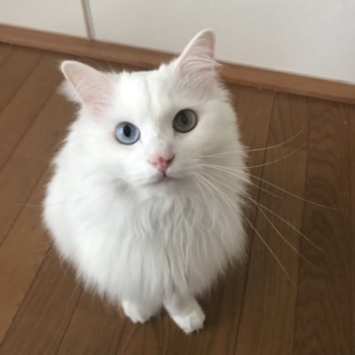 🐱糖尿病 去勢済み男の子です🐱2024.5.9 糖尿病性ケトアシドーシスで緊急入院&糖尿病発覚🏥5.12退院😭💕 情報交換、記録のためはじめました✍️糖尿病猫ちゃんの無言フォロー失礼します🙇♀️🙏