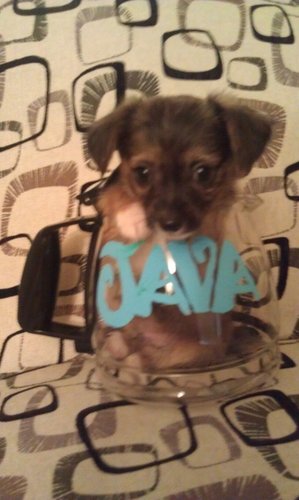 Java_Stew's profile picture. I'm a tech savvy teacup Morkie!