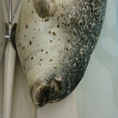 spiiritanimal87's profile picture. Crypto Farmer