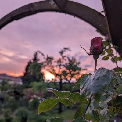 beautyjungle's profile picture. Dies und Jenes. Was mit IT und auch noch vegan.