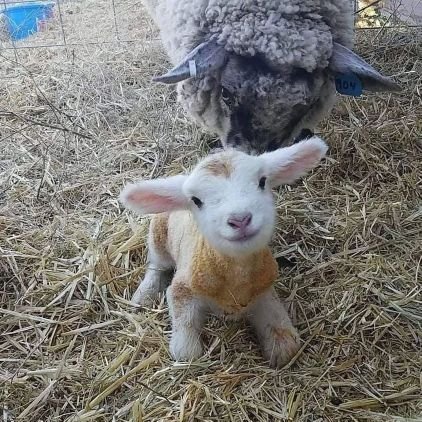 KhaPasta's profile picture. กำลังปรับตัวเป็นนักวาด นักเทรด นักเล่นเกม ยามปกติเลี้ยงแมว นอน และอยู่เฉยๆ