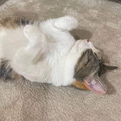 えれな🫧さんのプロフィール画像