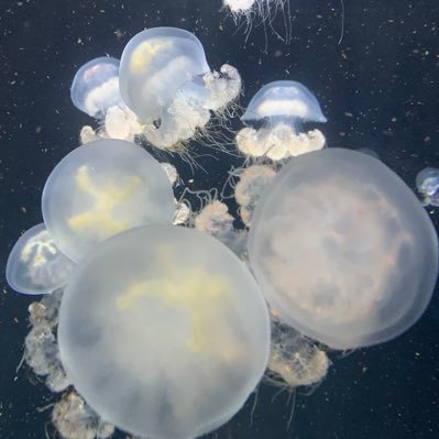 1OQSulNKX894864's profile picture. 清原果耶さんが好きです。アイコンは加茂水族館のクラゲ。ヘッダーは気仙沼で見た気嵐。
