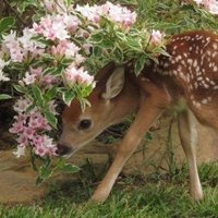 lela (@h0ziersforest) 's Twitter Profile