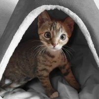 Rosalia (@rosalia_l_p) 's Twitter Profile