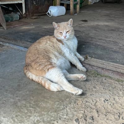 gingercat45's profile picture. Мы - радиоактивные люди