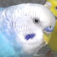 ジェット (@a4xbu14vfnnopbt) 's Twitter Profile