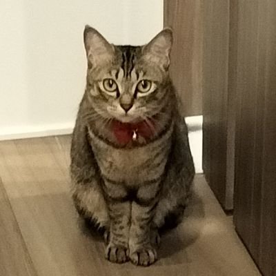 ポケモンユナイト/S12:瞬間最高順位68位 2414/チャンネル登録者1500名達成/ライブ配信用→https://t.co/gwSdqis0nk