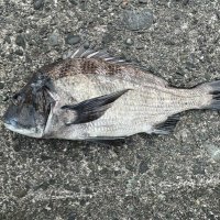 釣石 (@tsuriishi) Twitter profile photo