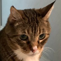 pekbin (@pekbin) 's Twitter Profile