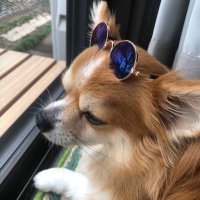 ぴーくろ (@cross075) 's Twitter Profile