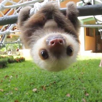 petitchat720's profile picture. 🍆+保健師。日常のこと。猫好き。食べること好き。腰椎ヘルニア再発オペ後。医療者の方、無言フォロー失礼します。150cm界隈。