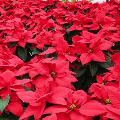 19n5a8's profile picture. writer、poet